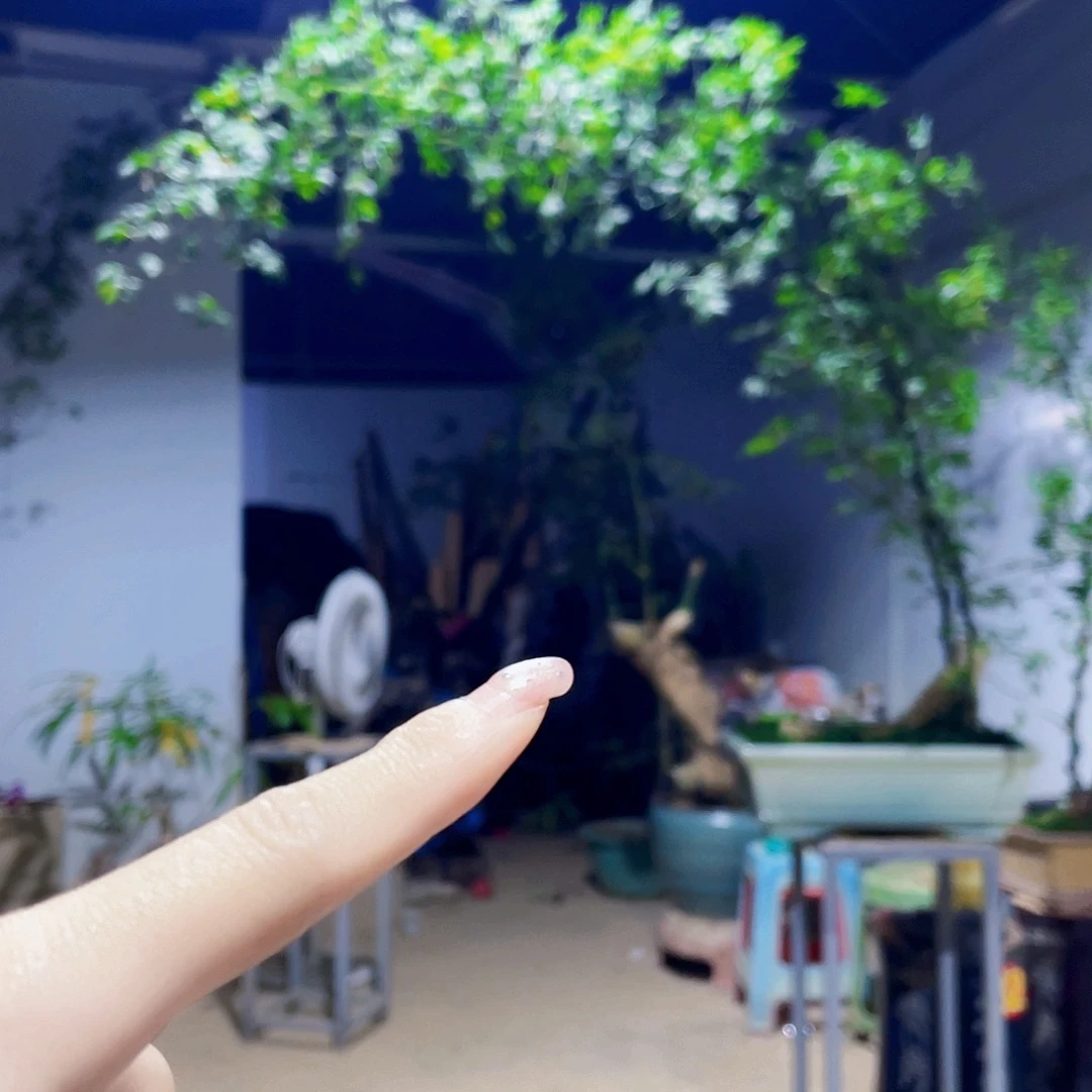 ＂***线无花朵小叶簕竹熟桩陶瓷盆一物一拍