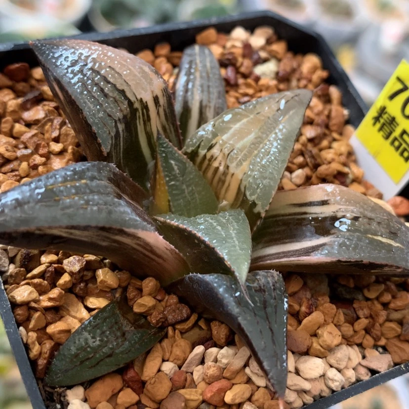 【闪购商品】707芭提雅茜云