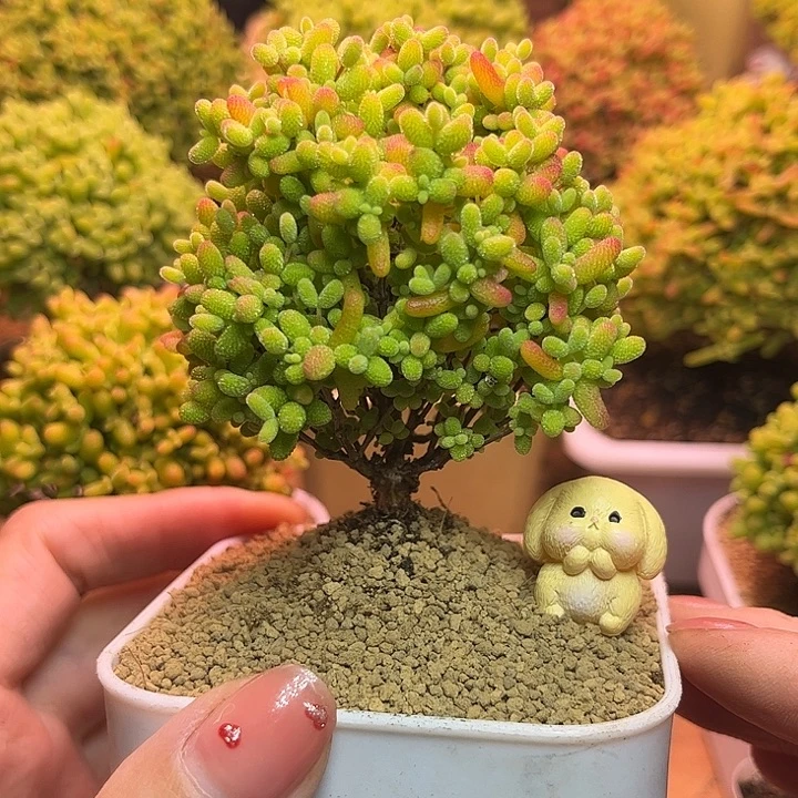 无花朵282蜜桔糖球