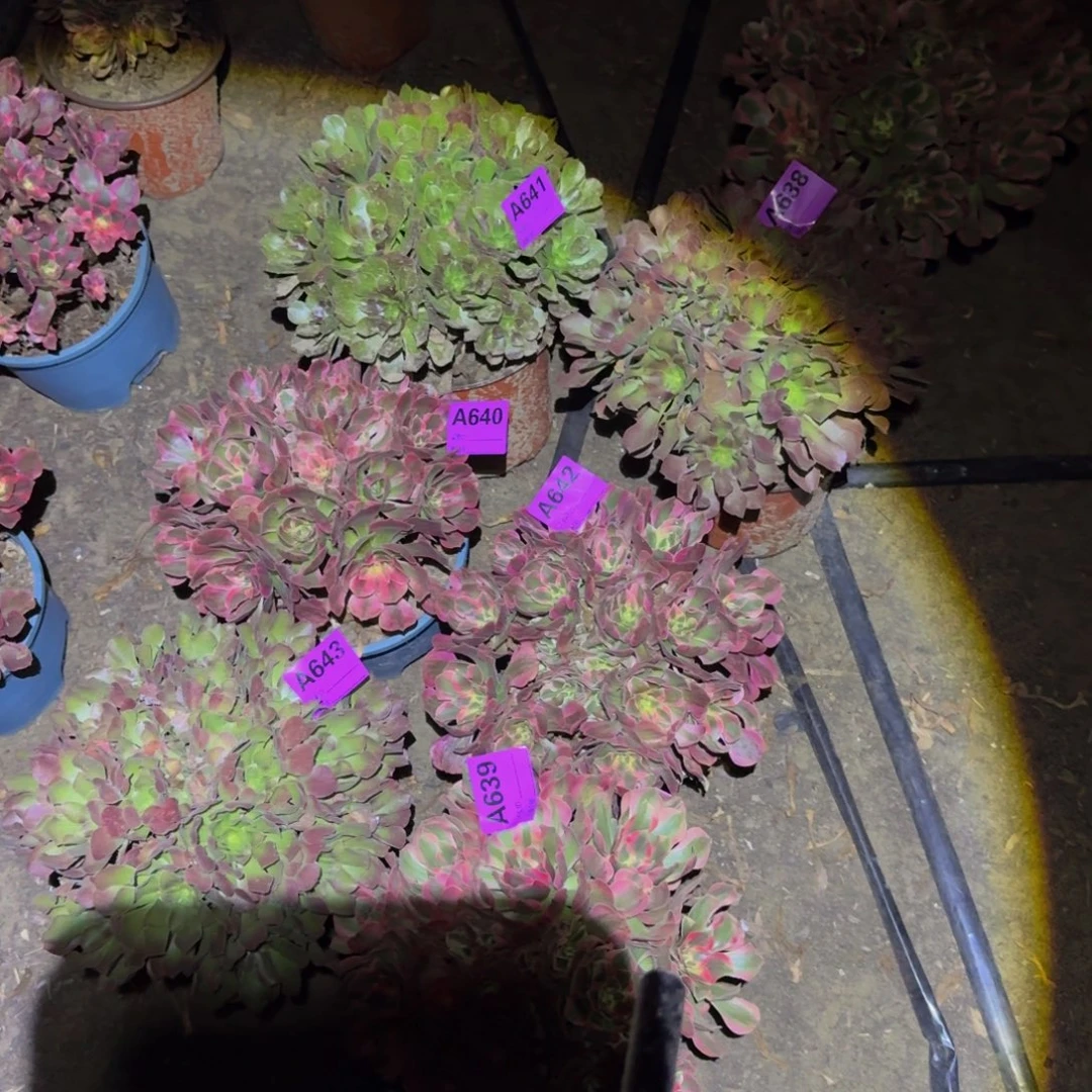 芊***草643.640规格一组法师多肉不包损