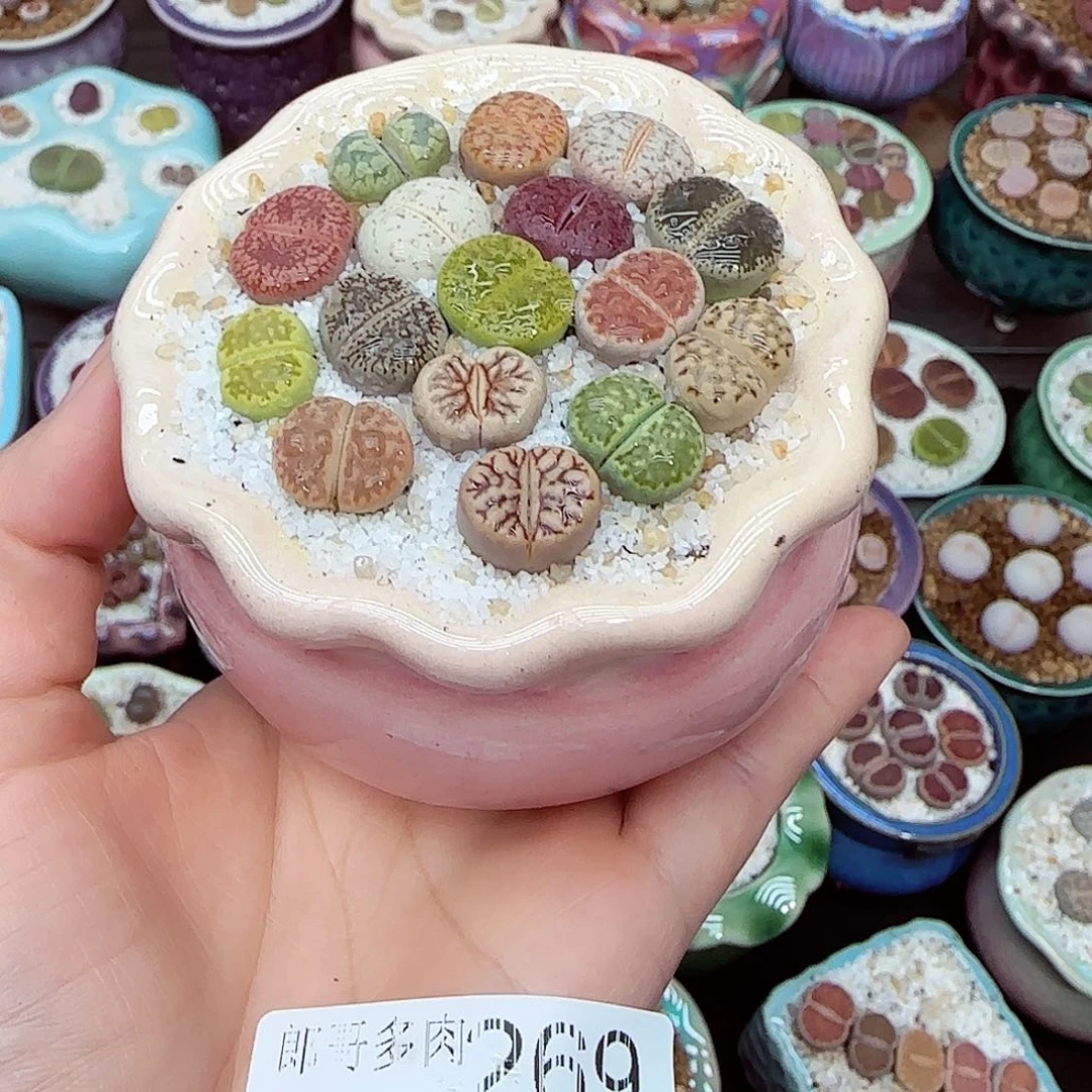 生石花18包邮0918-269