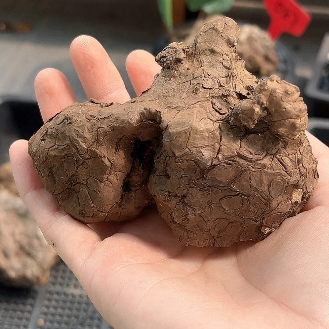 潮流植物一叶龟，咖色皮