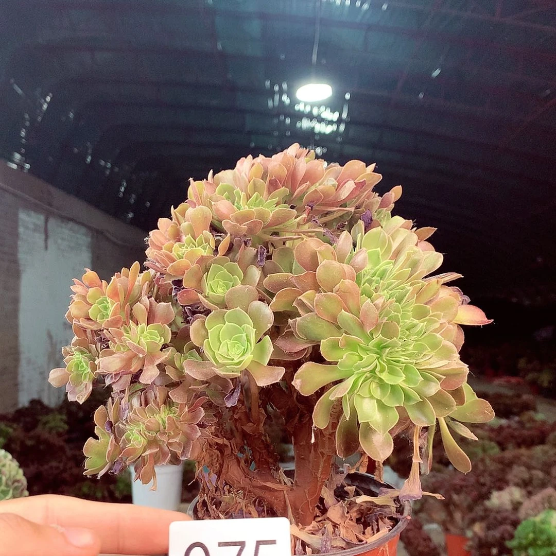 无花朵柒哥多肉法师不包侧断枝75