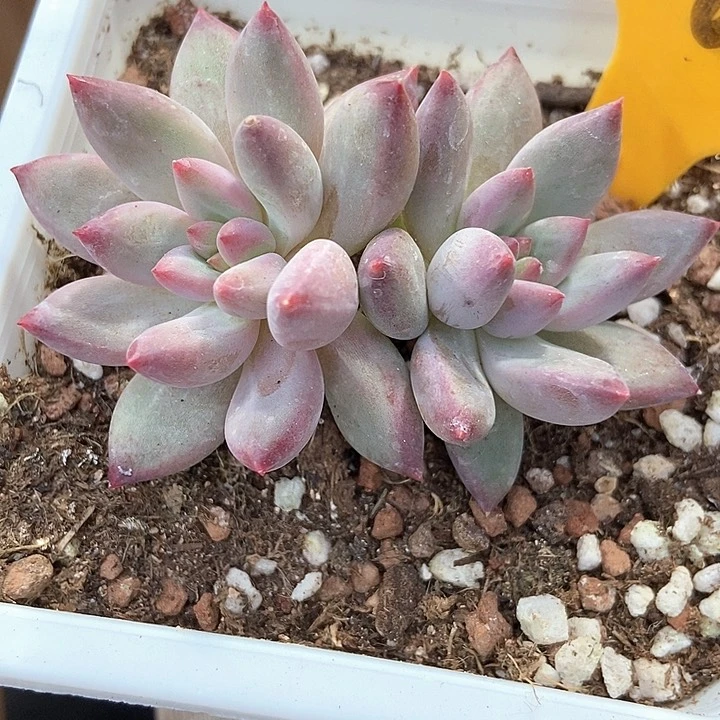 多肉植物虞美人563