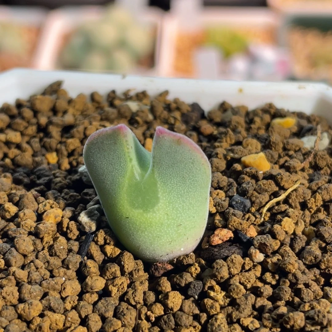 大眼空蝉植物一物一拍