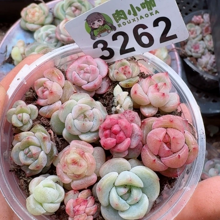 多肉植物多肉植物