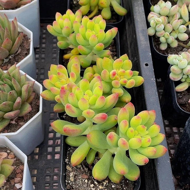 双头春萌带盆土发货