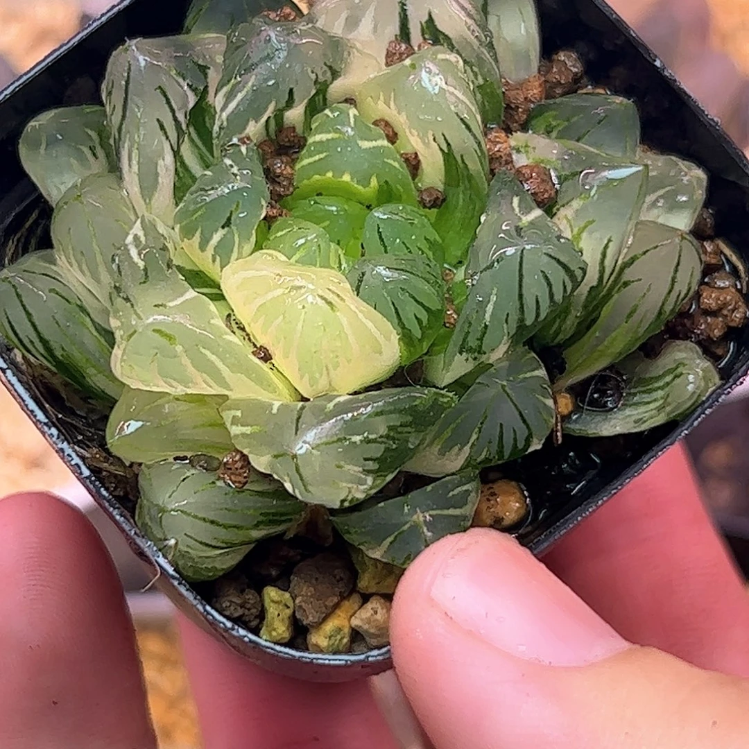 龙鳞母本锦十二卷