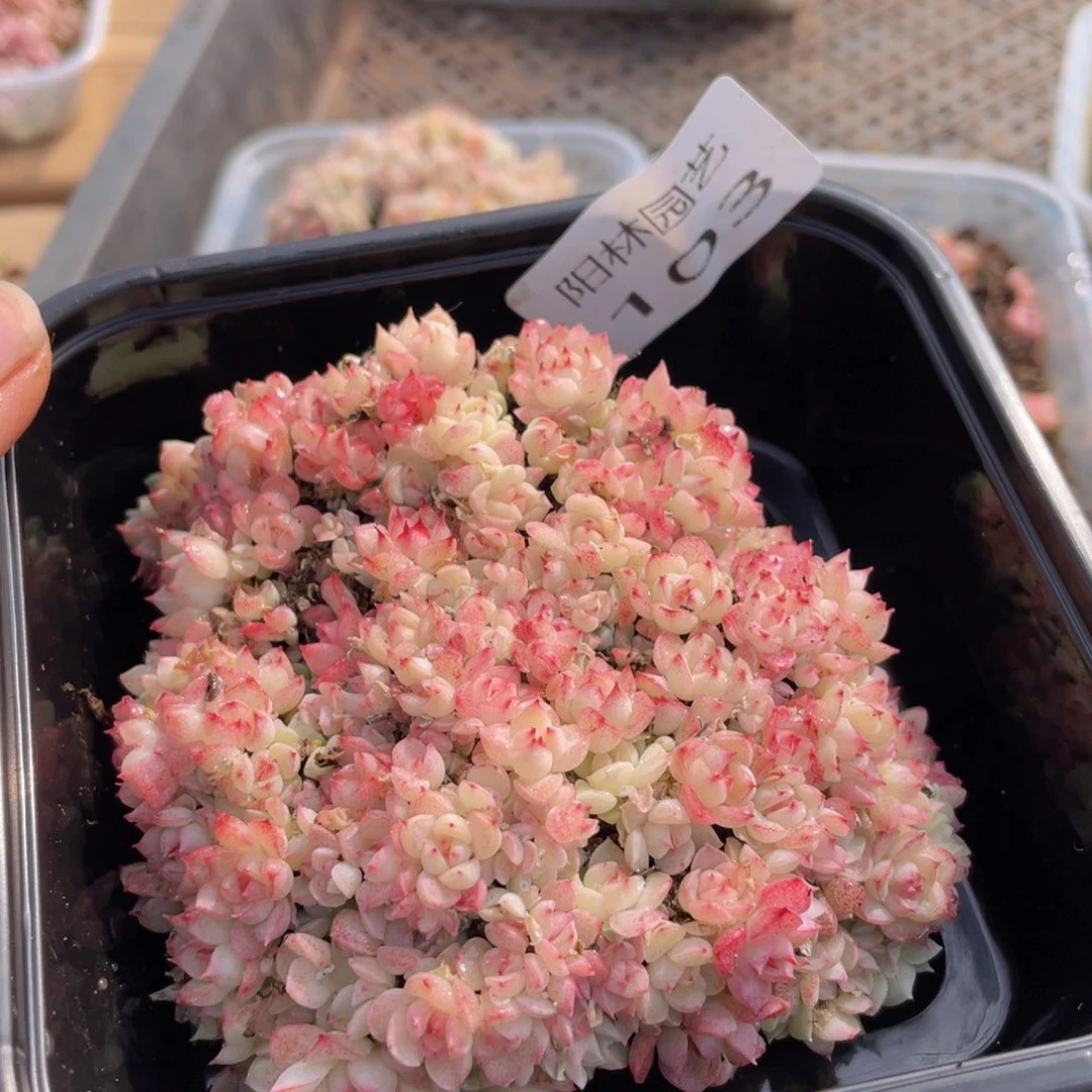多肉植物多肉植物103