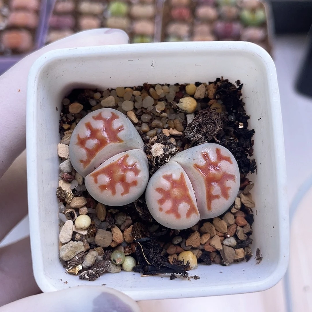 353号 带盆发货………………