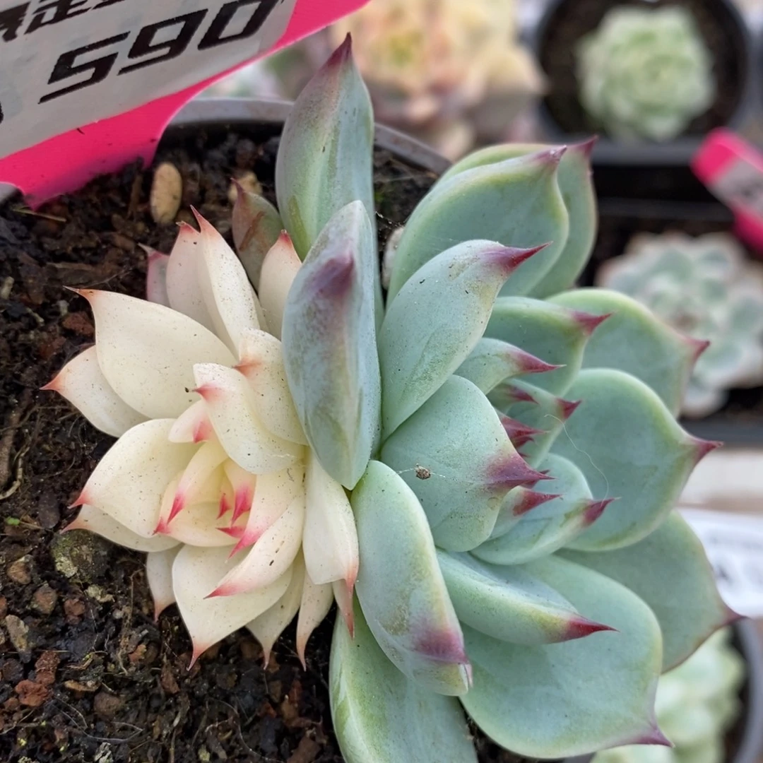 590双头阴阳锦吉娃娃