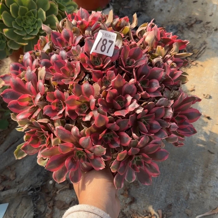 女妖……多肉植物……