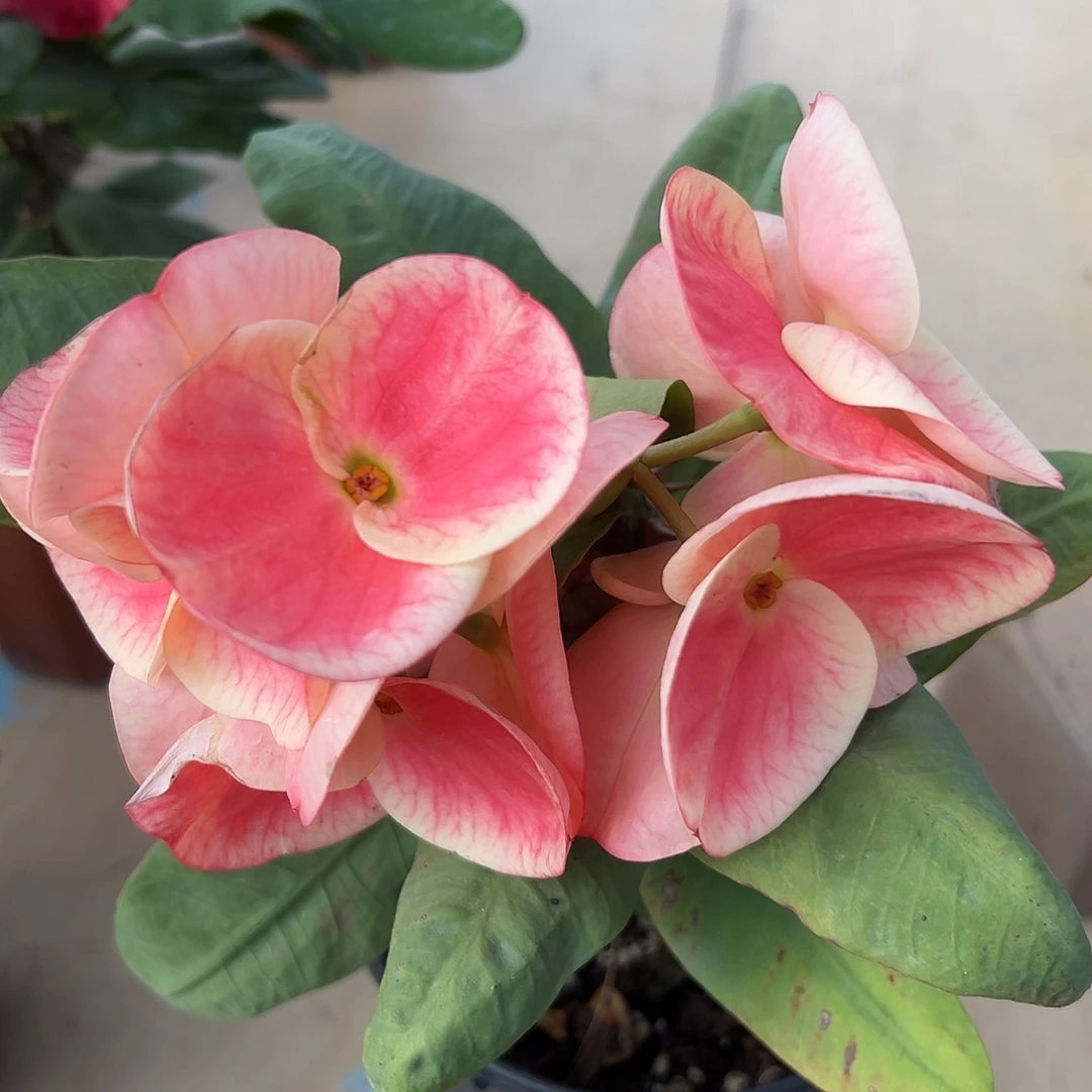 a13泰国大花虎刺梅