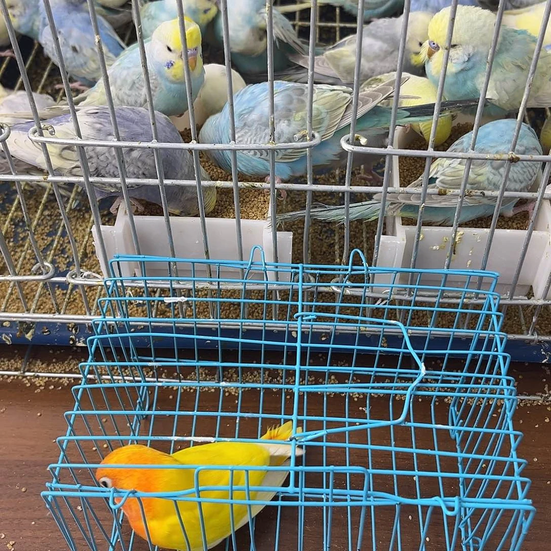 虎皮鹦鹉牡丹鹦鹉