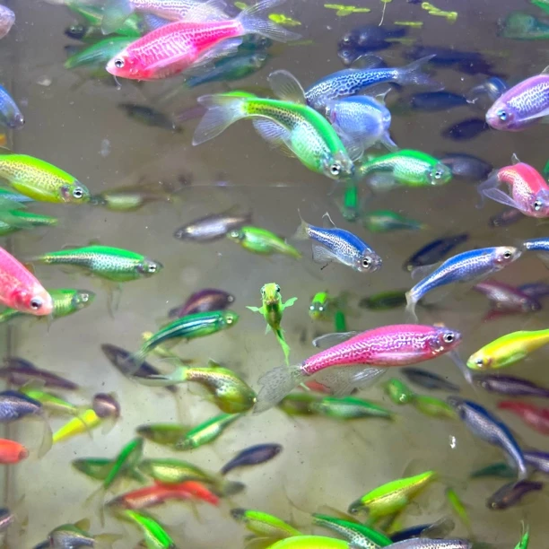 福利活动豹纹蝶翼长鳍斑马热带观赏鱼小型热带鱼灯科鱼淡水群游鱼