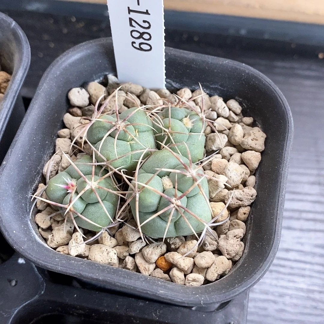 Z***kG1289花有转盘仙人球开花