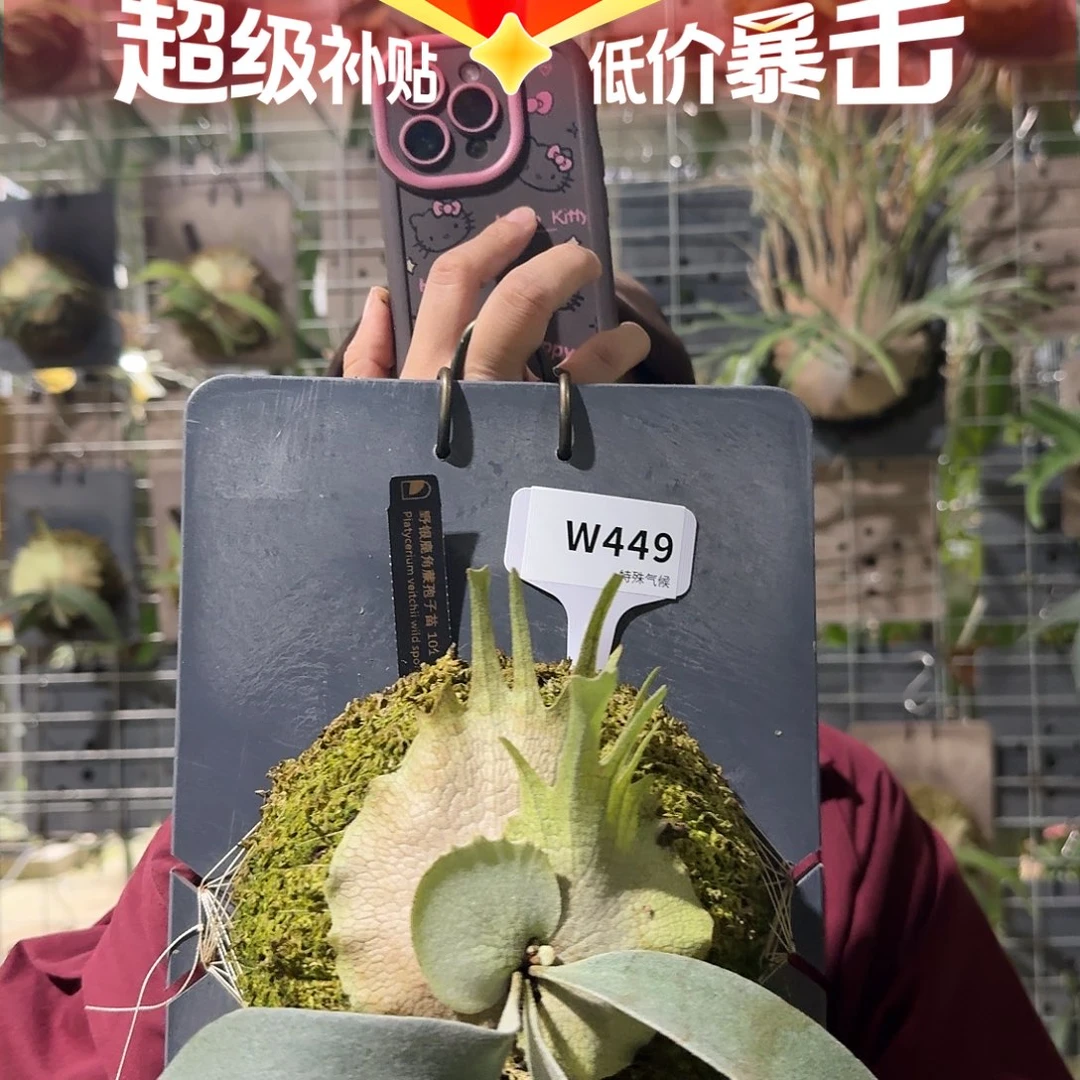 不开花植物W449-野银101孢子苗