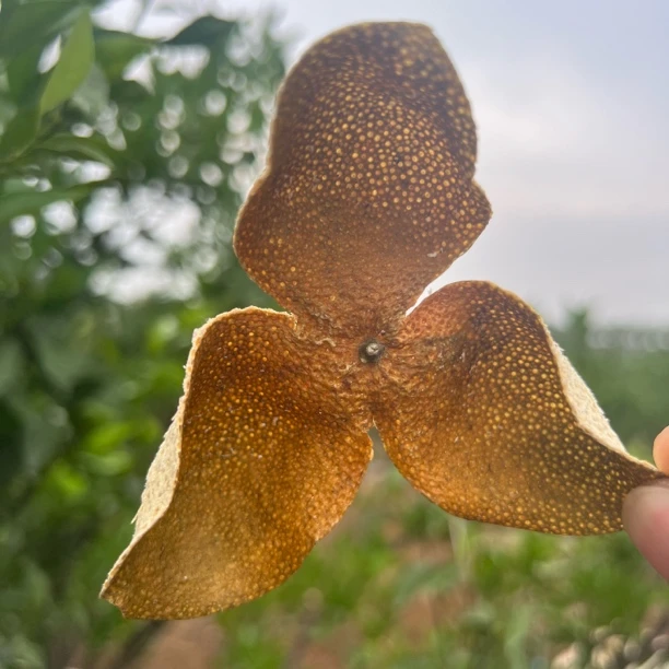 【2024南坦10年老树原枝二红皮】花香高 清甜 纯净 好货推荐收藏