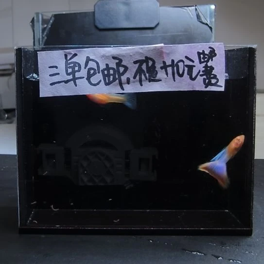 孔雀鱼天使彩虹一对