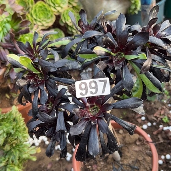 叶***子多肉植物一个水墨丹青997