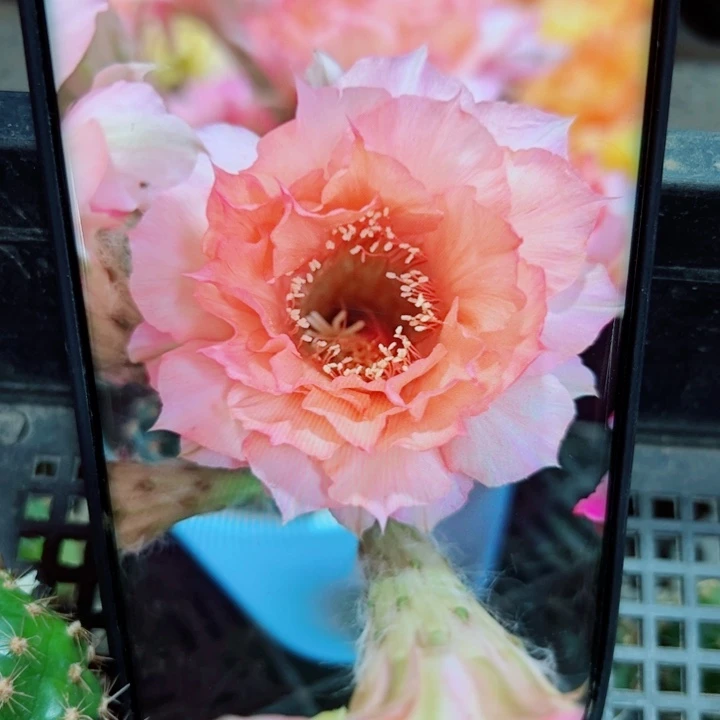 108彩草睡美人歪斑无根侧芽4公分左右20包邮