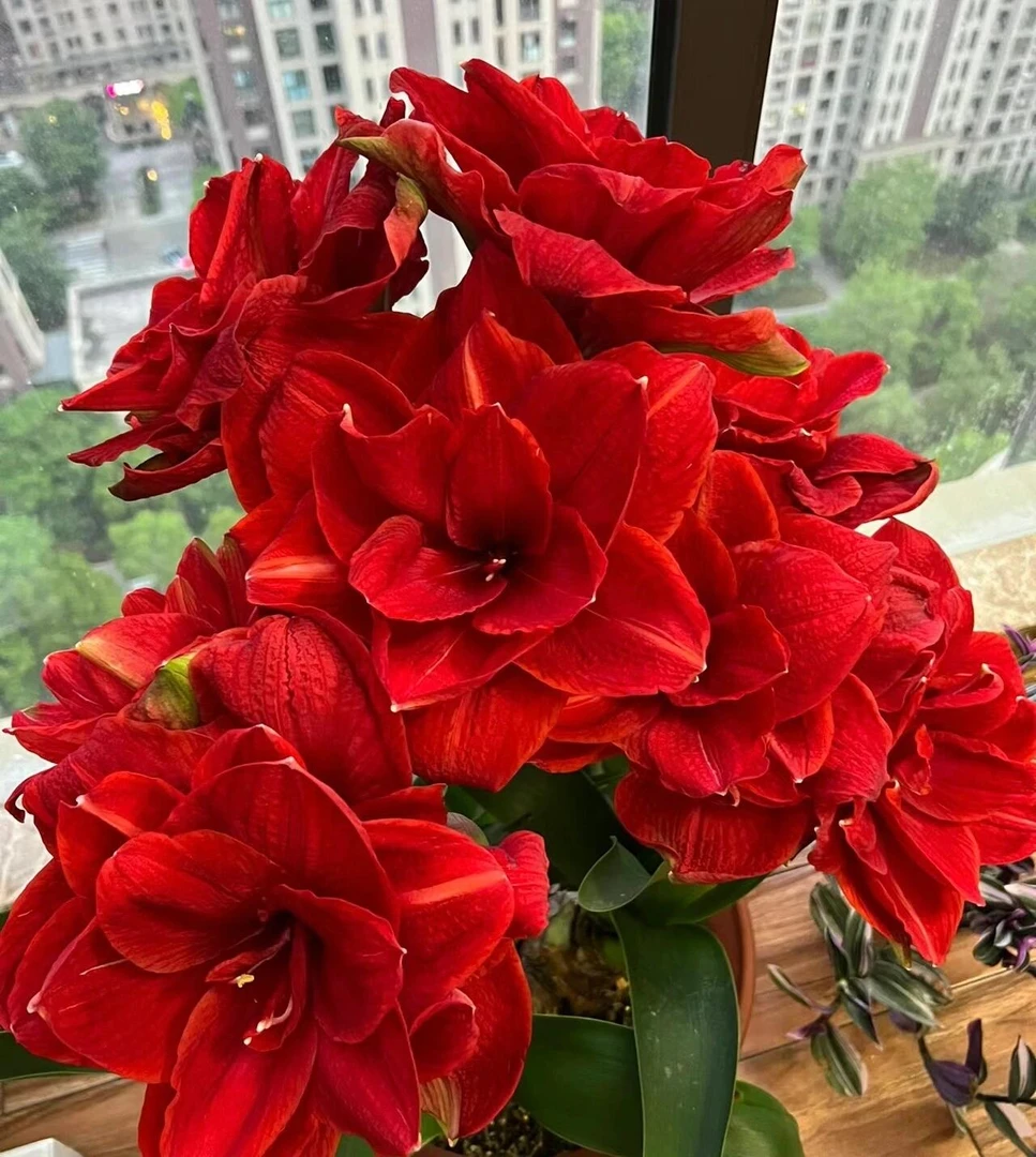 (樱桃妮芙)朱顶红自然球基地直发包对版