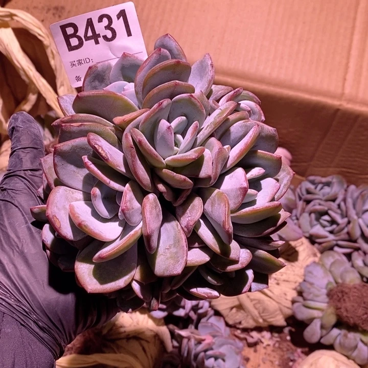 431的9头奶茶哇哇哇哇哇