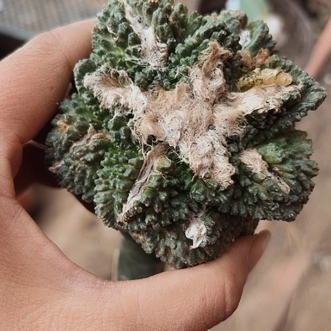 844处理牡丹仙人球的方法
