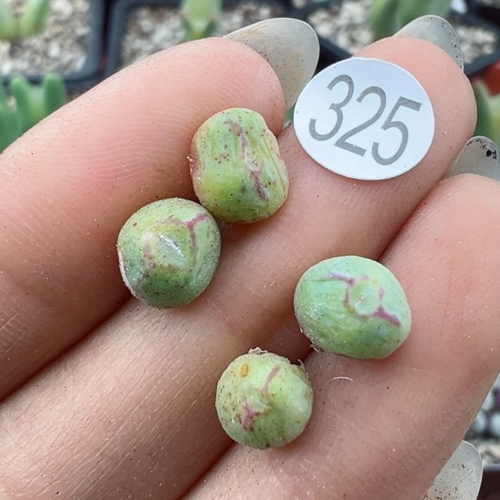 325号，4颗猪蹄11111