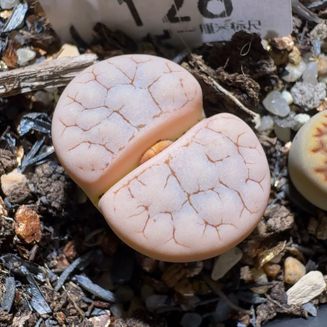 七***安Ssss精品生石126花