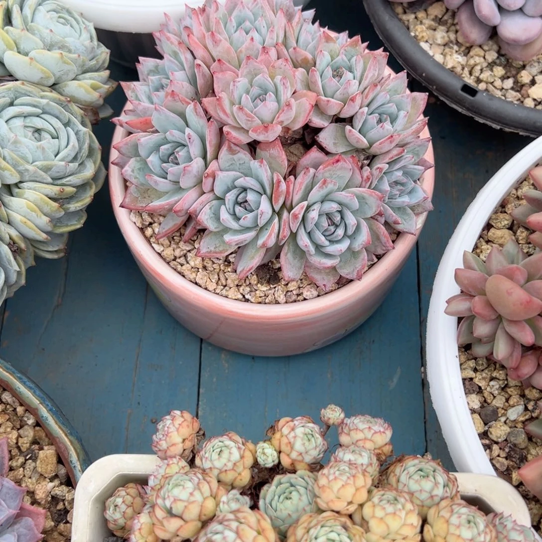 精品多肉植物老桩