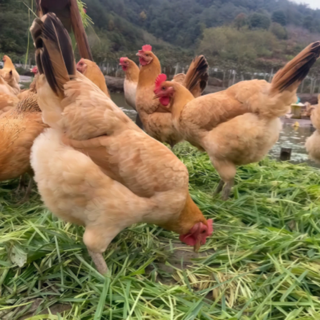 【宠物鸡】4只未开产 苏禽小母鸡 顺丰包邮