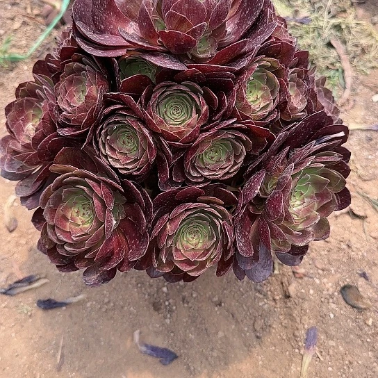 13加急发明天早上八点左右