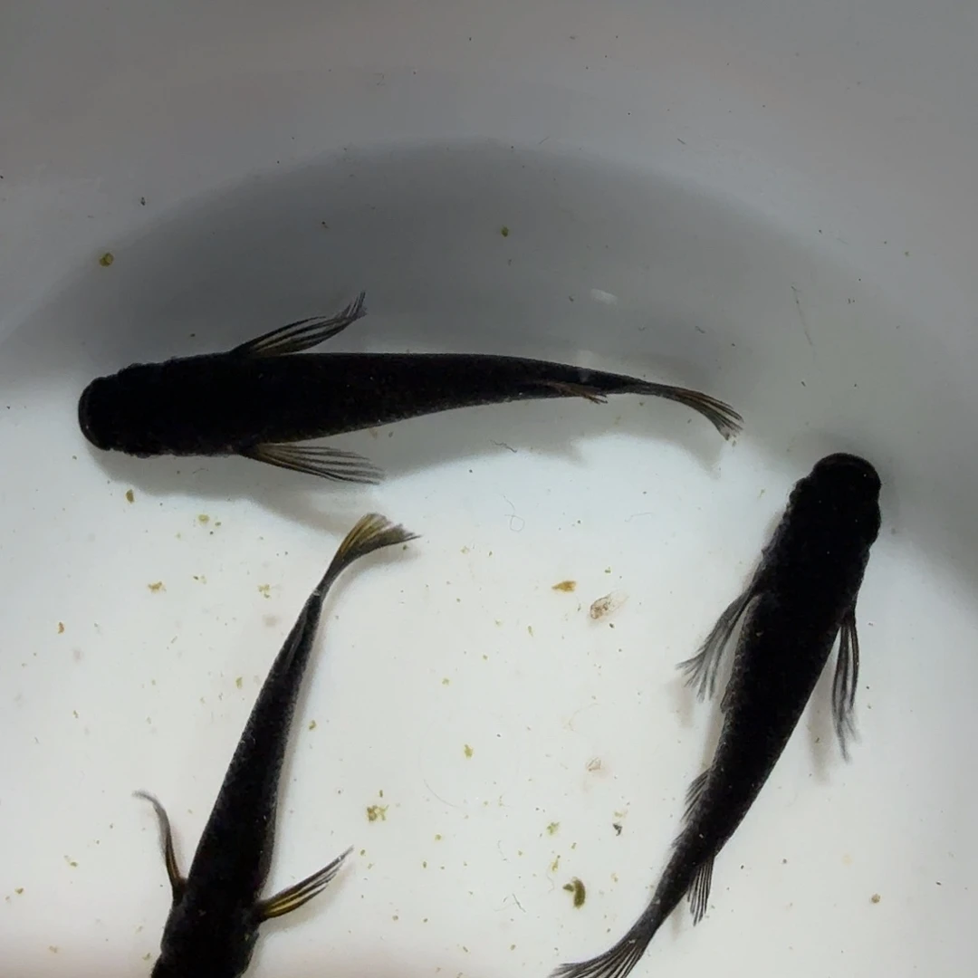 青鳉鱼010黑天幻龙一组