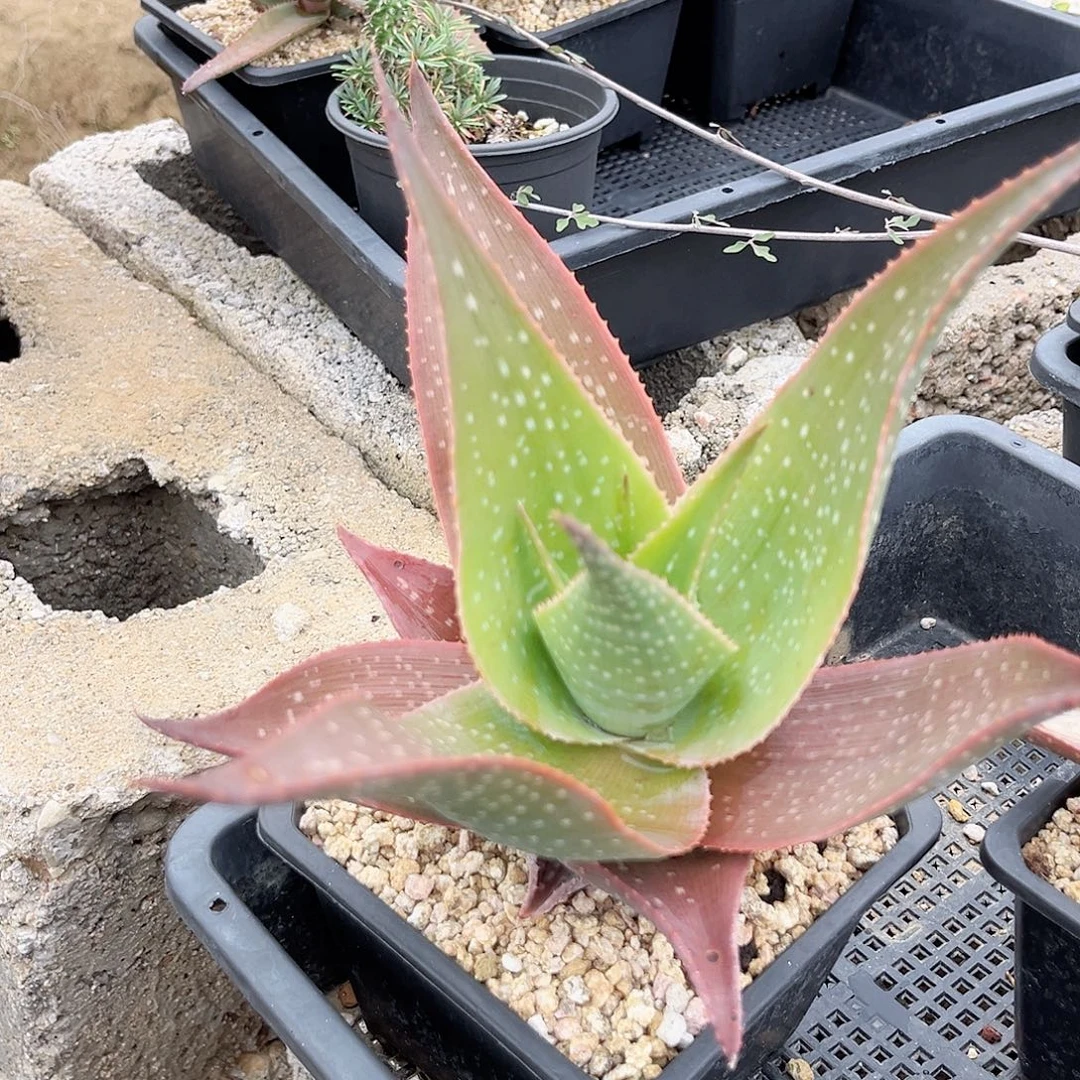 多肉植物伊玛洛特芦荟脱土