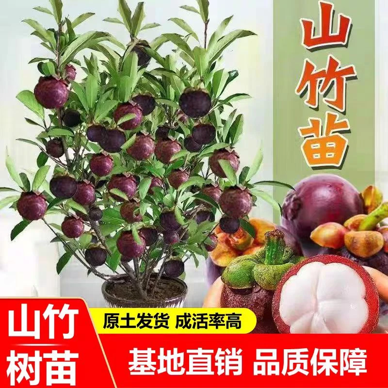 泰国无籽山竹果树果苗山竹树苗南方北方种植四季盆栽地栽当年结果