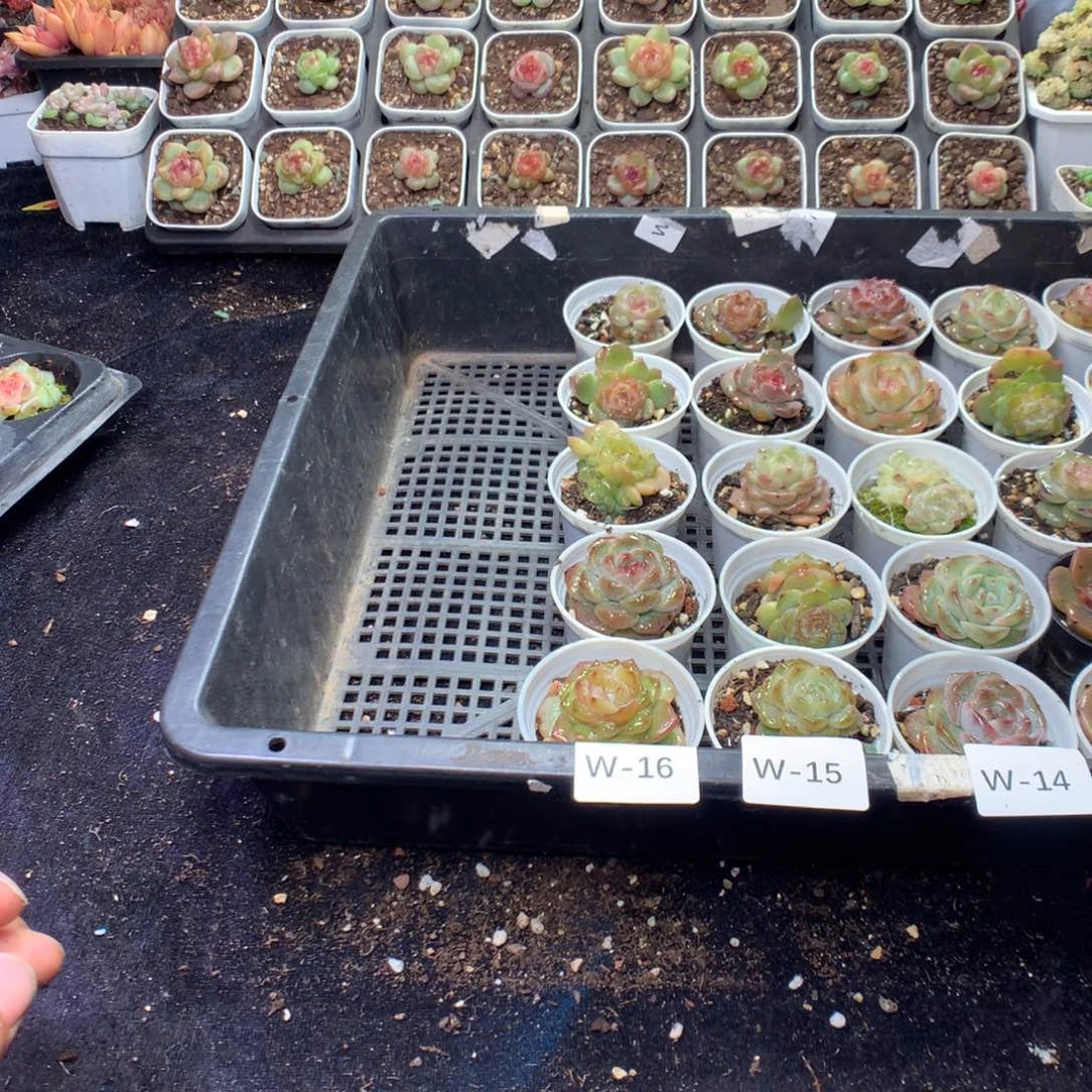 全部花朵W16英语英语