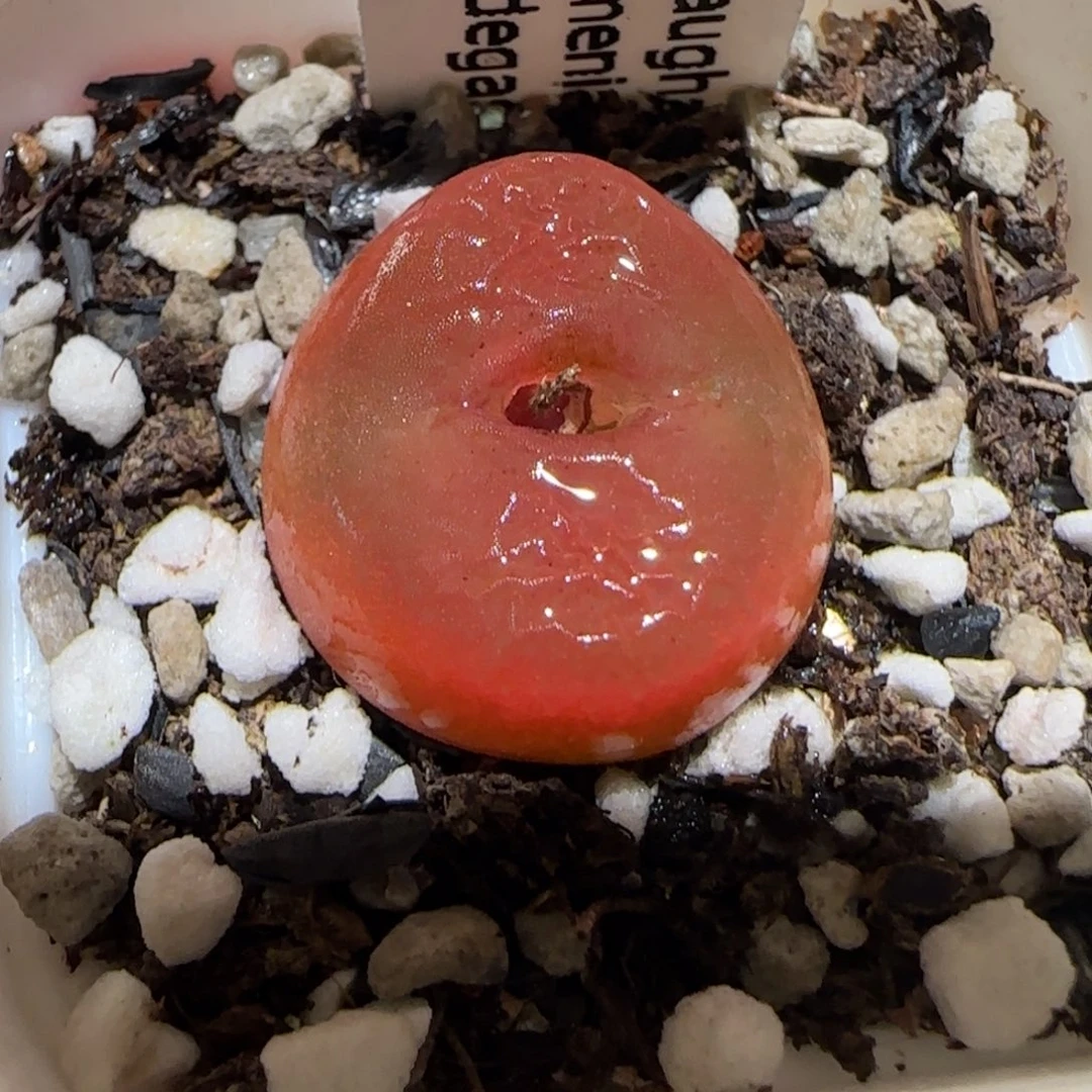 肉锥多肉植物百科-水蜜桃1249