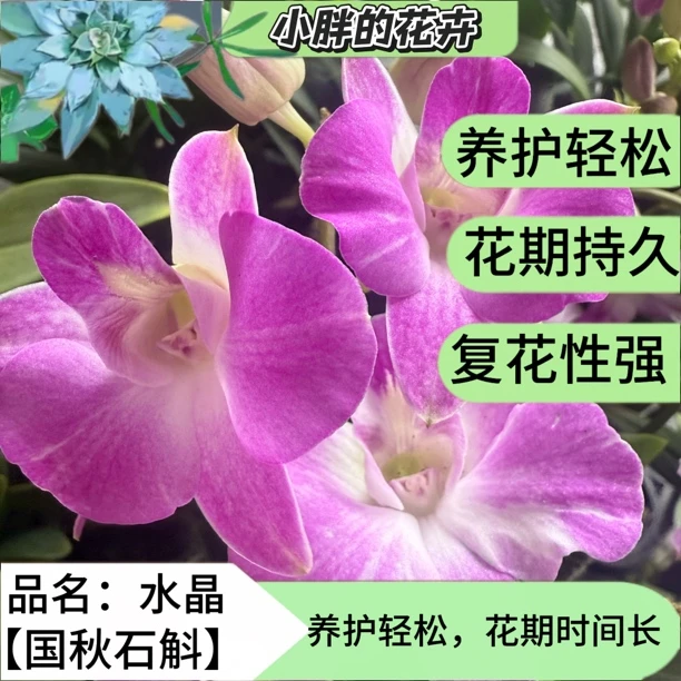 《水晶》秋石斛石斛兰盆栽花期长，好养，不怕热，复花快石斛兰