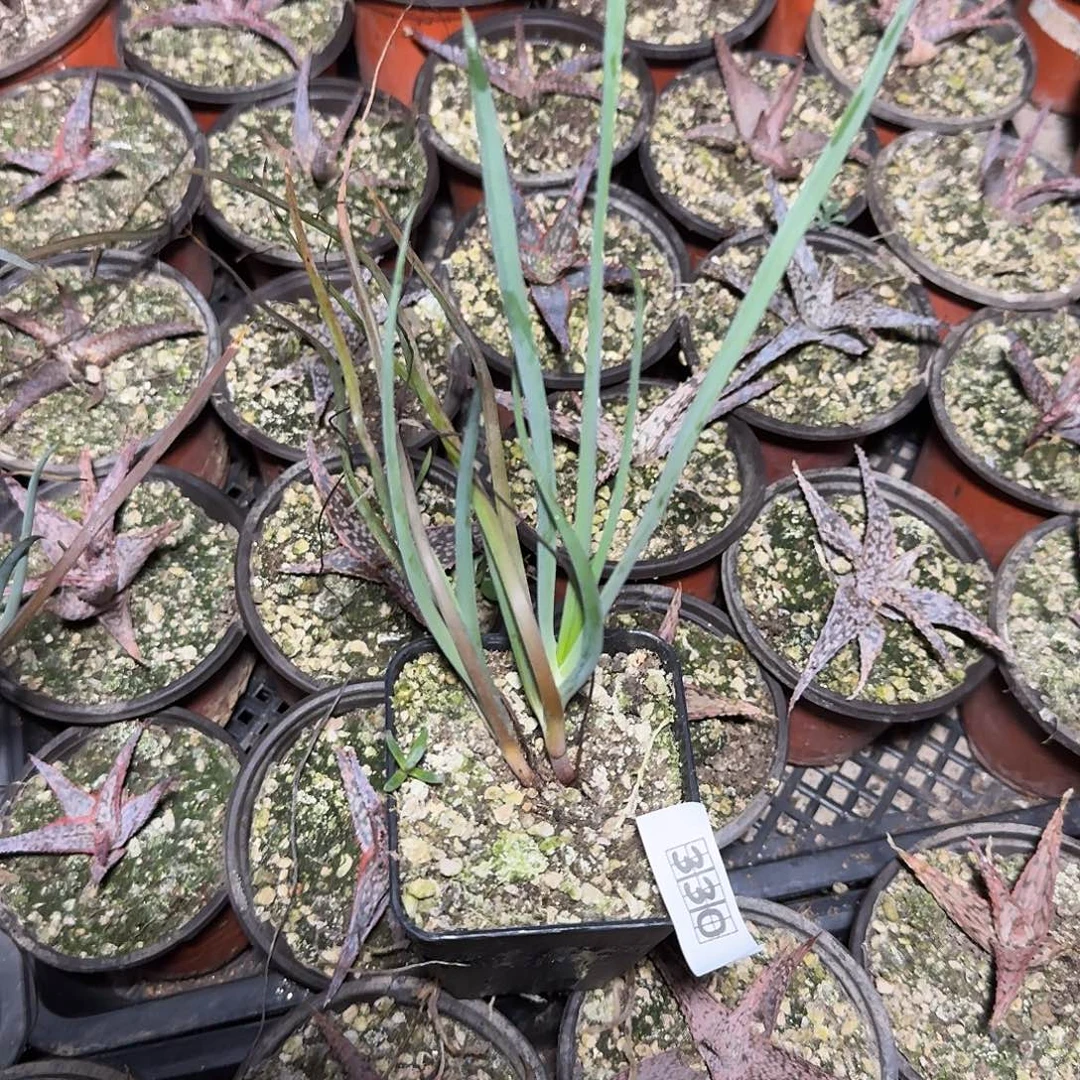 330葱芦荟双头一个随机脱土发货