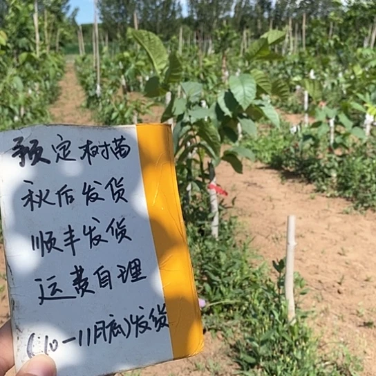 文玩核桃吊坠冷*预定龙脉