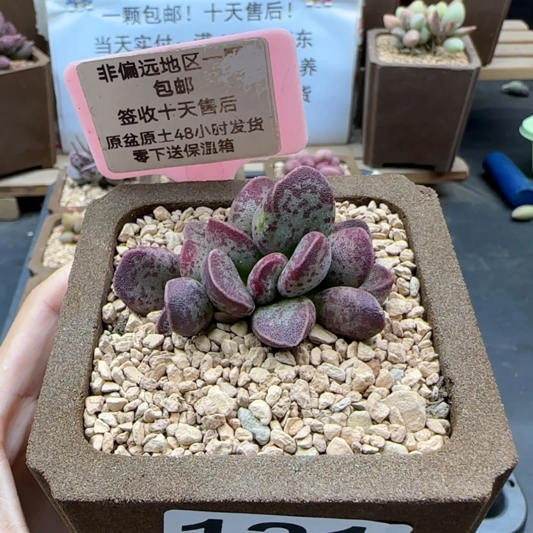 121艾薇多肉植物