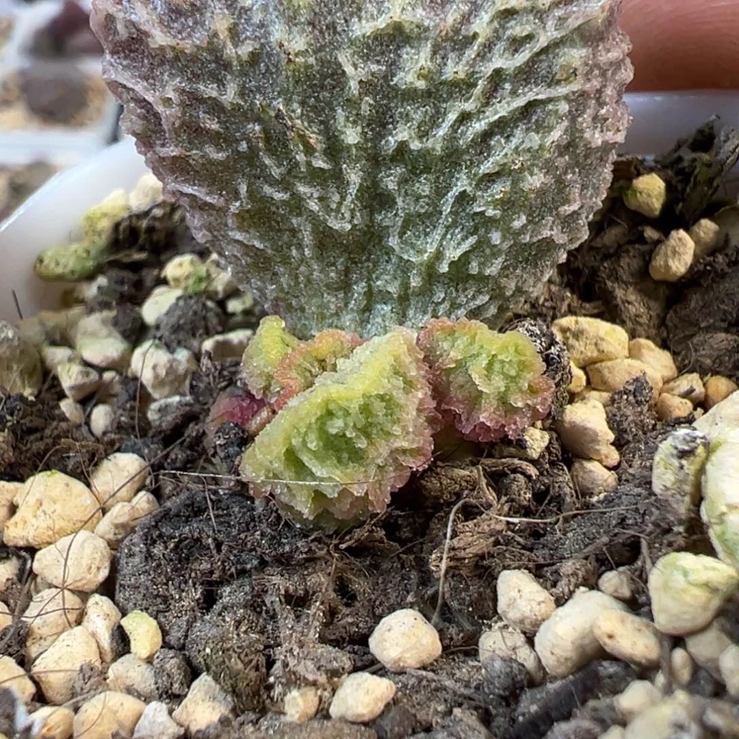 玫****蛋玫瑰花炒鸡蛋多肉植物