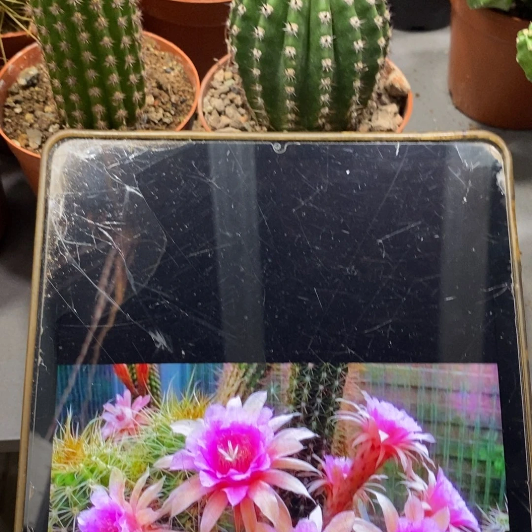 新品金妞蓉蓉一杯