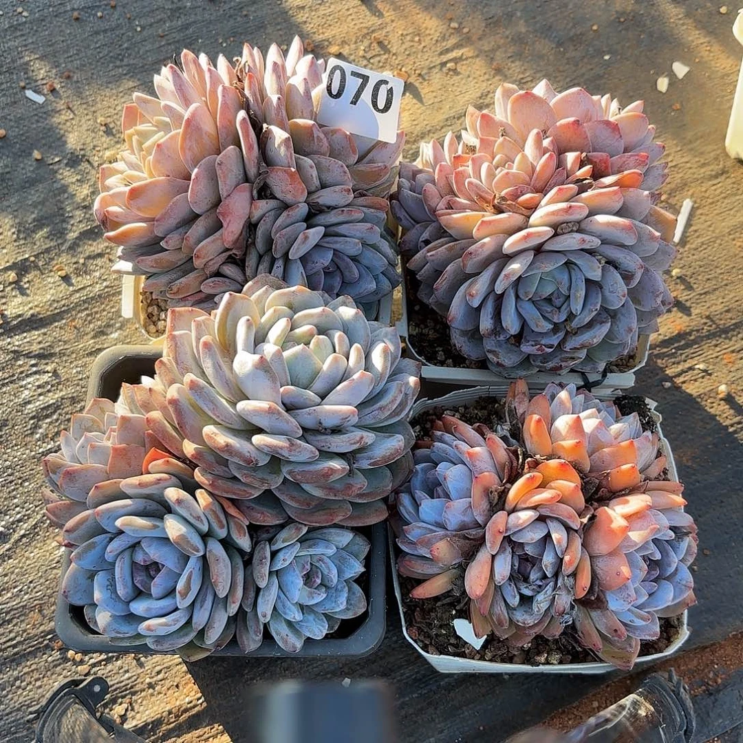 070四颗多头包邮包邮