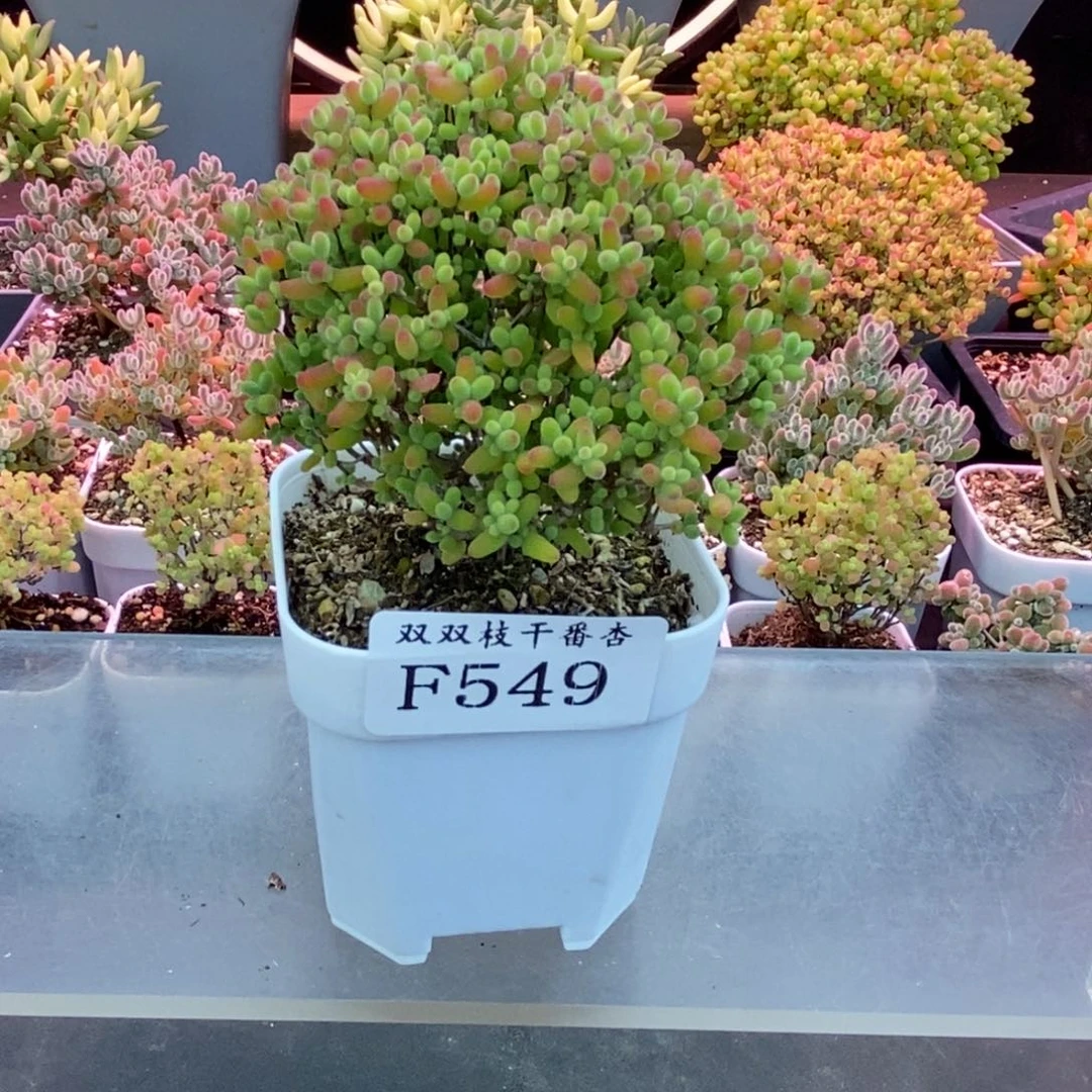 549蜜橘。