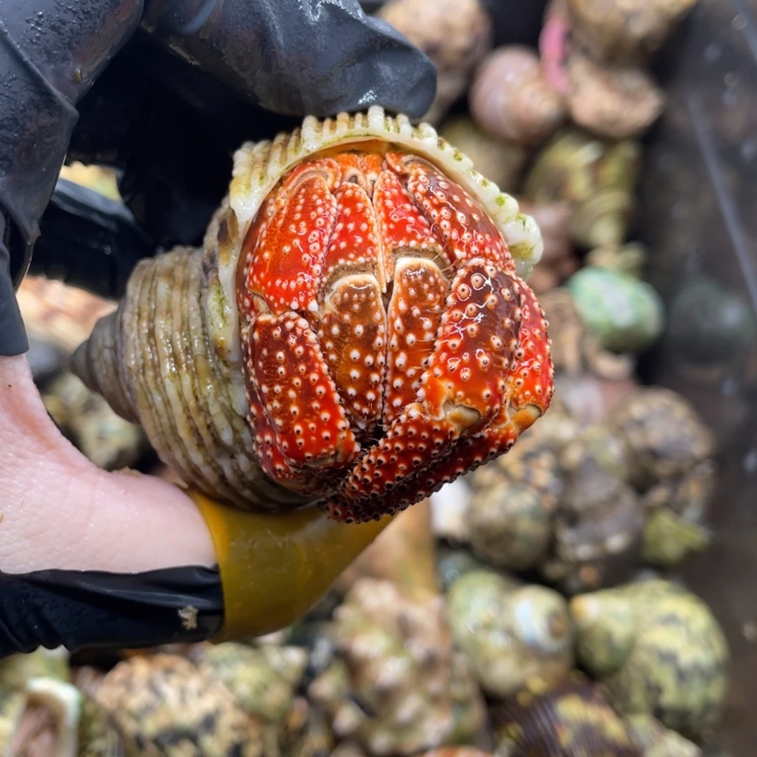 不退不换活体宠物43