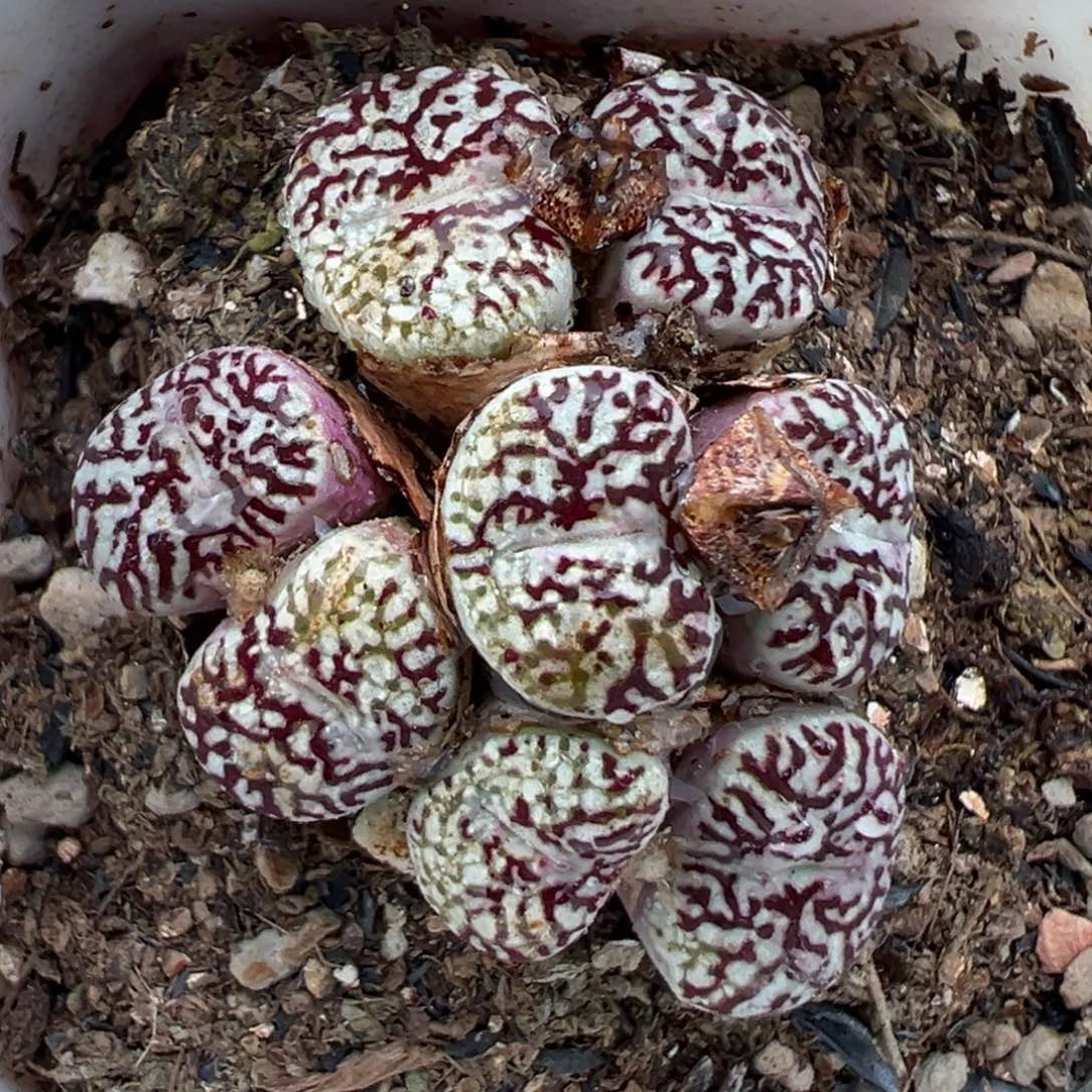 9.1好看的多肉脱土发货271