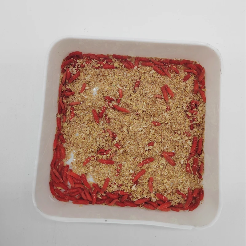 鲜活红蛆虫钓鱼饵料野钓神饵料适用于野钓溪流钓鲫鱼白条马口等鱼