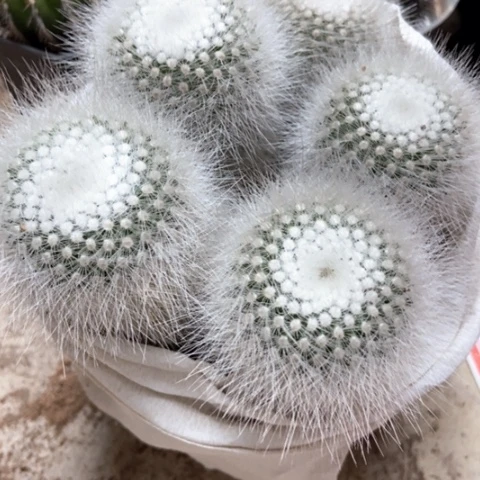 白小丁仙人球18米仙人球